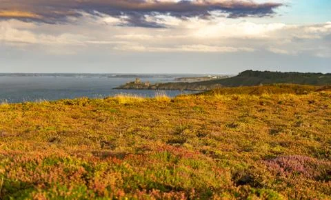 Heather fields on cap frehel in romantic travel Stock Photos