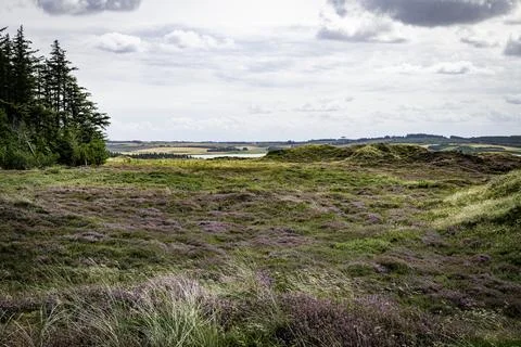 Heather fields at  the dune area in Thy National Park in Denmark Stock Photos