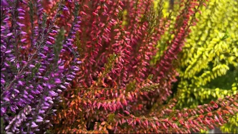 Heather flower bushes in fall colors Stock Footage 287645441