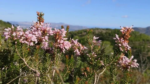 Heather flower Stock Footage 119925490