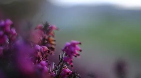 Heather flower Stock Photos