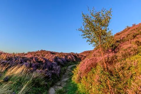 Heather in flower at sunset Stock Photos