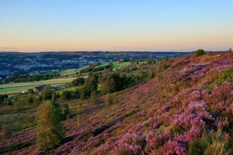 Heather in flower at sunset Stock Photos