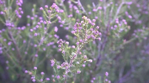 Heather flowers 動画素材 80425778