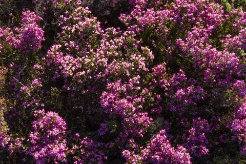 Heather flowers 스톡 사진