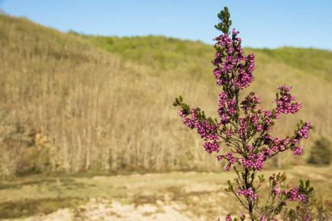 Heather Flowers 스톡 사진