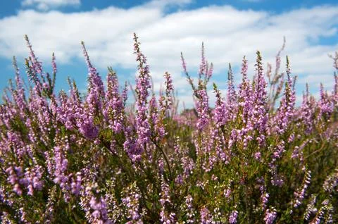 Heather flowers Stock Photos