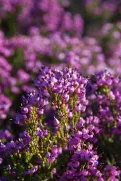 Heather Flowers Foto stock