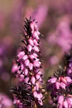 Heather flowers Foto stock