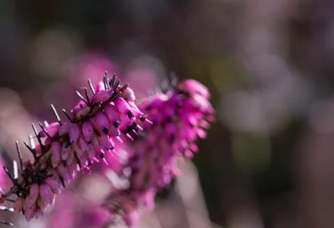Heather Flowers Stock Photos