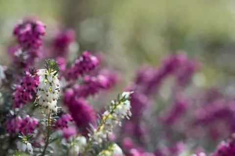 Heather Flowers Stock Photos