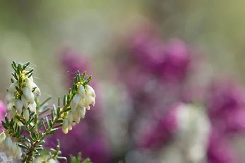 Heather Flowers Stock Photos