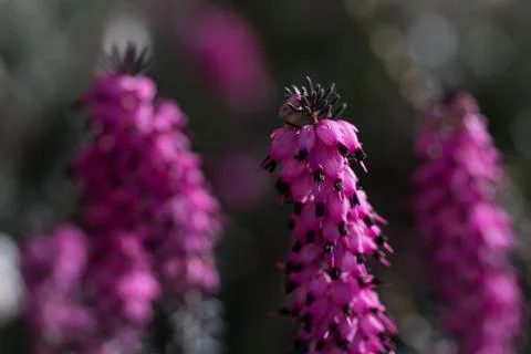 Heather Flowers Stock Photos