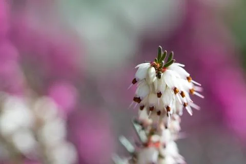 Heather Flowers Stock Photos