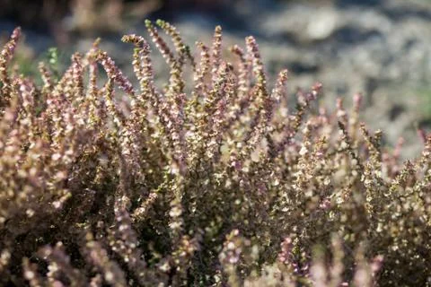 Heather flowers. plants of the steppe Stock Photos