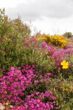 Heather with Flowers in Spring Stock-Fotos