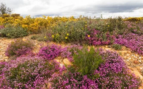 Heather with Flowers in Spring 스톡 사진