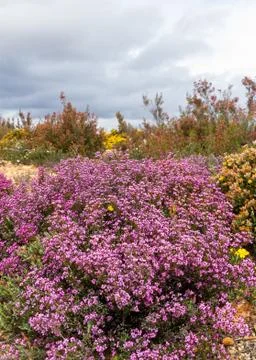 Heather with Flowers in Spring Foto stock