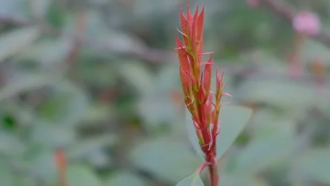 Heather flowers sprout in the spring 스톡 동영상 95904975