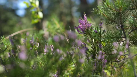 Heather Flowers in Wild Pine Forest in Slow Motion Video stock 139136265