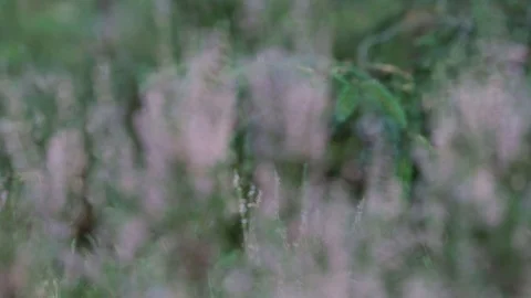 Heather Focus Pull Video stock 90861671