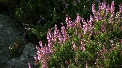 Heather Stock-Footage 95159