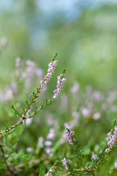 Heather on a forest glade background close-up, beautiful purple flowers on Stock Photos