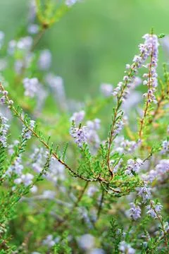 Heather on a forest glade background close-up, beautiful purple flowers on Stock Photos