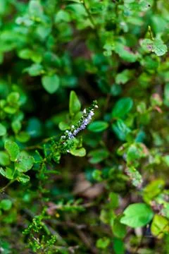 Heather on a forest glade background close-up, beautiful purple flowers on bl Stock Photos