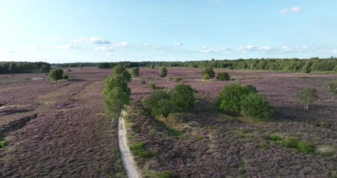 Heather ground scene in the Netherlands. 스톡 동영상 256682563