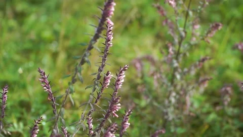 Heather grows on the banks of the river Stock Footage 219971695