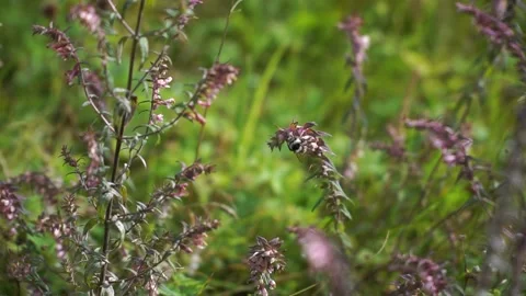 Heather grows on the banks of the river 動画素材 219971785