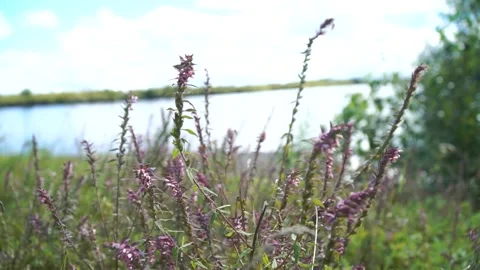 Heather grows on the banks of the river Stock Footage 219972068