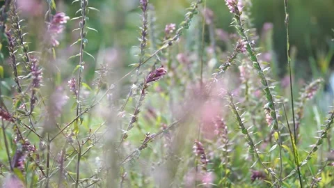 Heather grows on the banks of the river Stock Footage 219972149