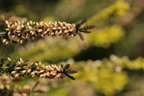 Heather / Heath Stock Photos