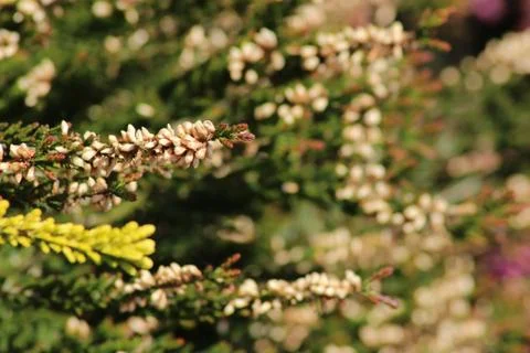 Heather / Heath Stock Photos