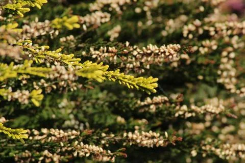 Heather / Heath Stock Photos