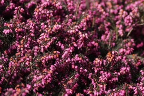 Heather / Heath Stock Photos