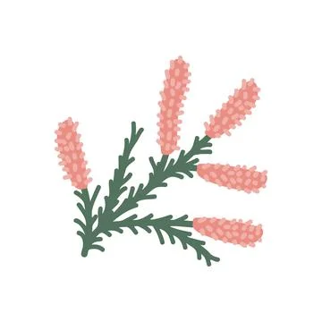 Heather isolated illustration Stock Illustration