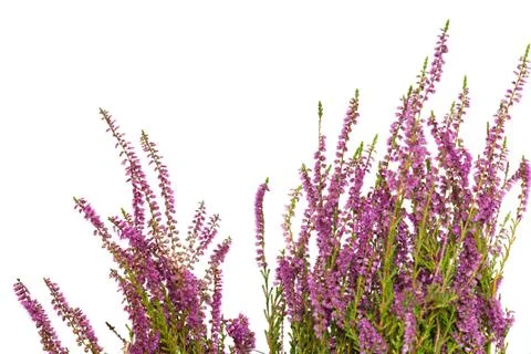 Heather isolated on white background. Stock Photos