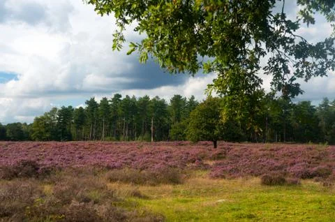 Heather landscape Stock Photos
