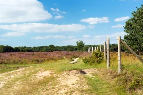 Heather landscape Foto stock