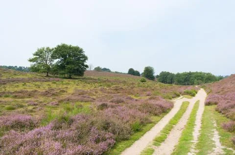Heather in landscape Stock Photos