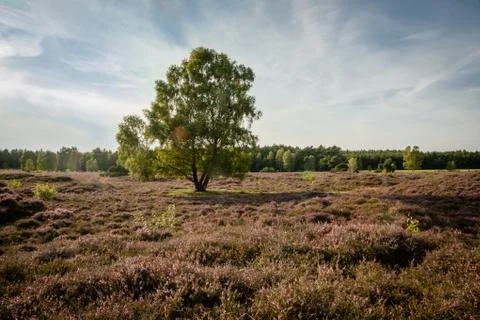 Heather landscape with a single big tree Stock Photos
