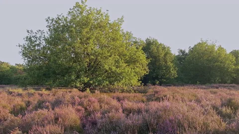 Heather landscape with some trees and blooming heather at sunset at autumn. Stock Footage 209008087