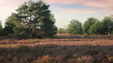 Heather landscape with some trees and blooming heather at sunset at fall Stock Footage 209021562