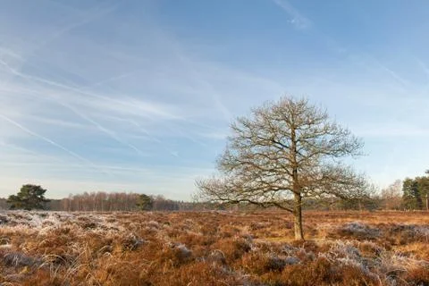 Heather landscape in winter Stock Photos
