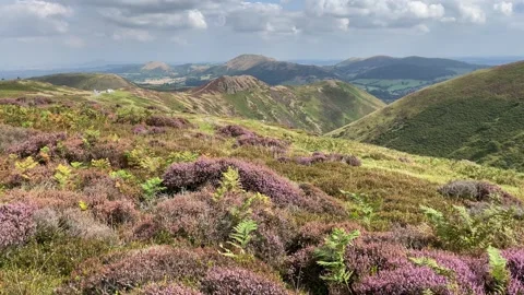 Heather on the Long Mynd in late August, Shropshire, England, UK Video stock 283346281
