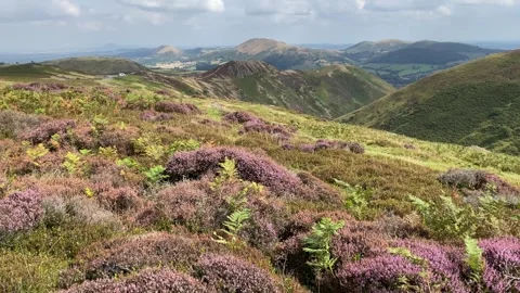 Heather on the Long Mynd in late August, Shropshire, England, UK Stock Footage 283346397