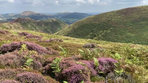 Heather on the Long Mynd in late August, Shropshire, England, UK Video stock 283346459